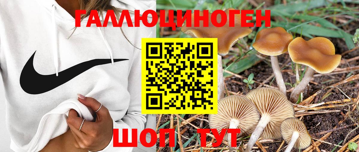Владикавказ  Псилоцибиновые грибы GOLDEN TEACHER  Вход с VPN  Псилоцибиновые грибы Cubensis 